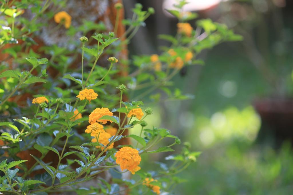 Green Ark Resorts Thekkady Exteriér fotografie